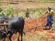 Labour-saving technologies and practices: Draught Animal Power (DAP)  planters and weeders | FAO