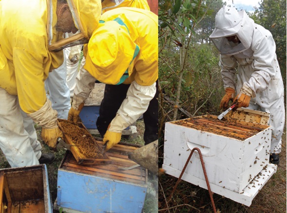 Lispeed Equipo de apicultura para apicultores Pinza de colmena de herramienta de colmena de abeja de acero inoxidable Pinza de levantador y raspador 