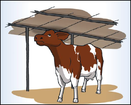 cow shed clipart